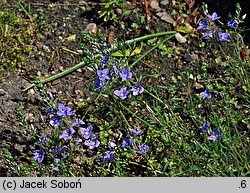 Veronica multifida