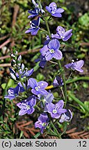 Veronica multifida