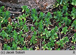 Veronica saturejoides (przetacznik cząbrowaty)