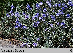 Veronica cinerea