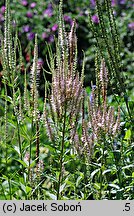 Veronicastrum virginicum (przetacznik wirginijski)