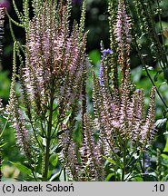 Veronicastrum virginicum (przetacznik wirginijski)