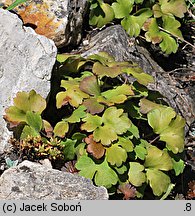 Hepatica transsilvanica (przylaszczka siedmiogrodzka)