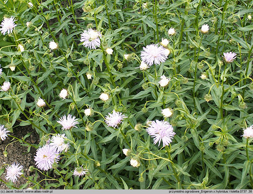 Erigeron Violetta