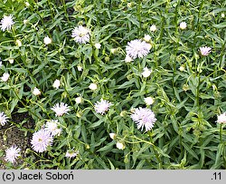 Erigeron Violetta