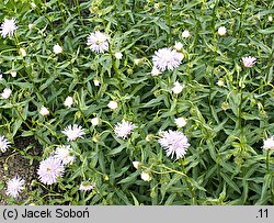 Erigeron (przymiotno)