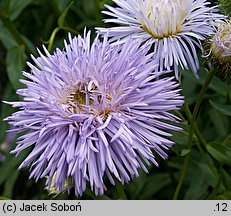 Erigeron Violetta