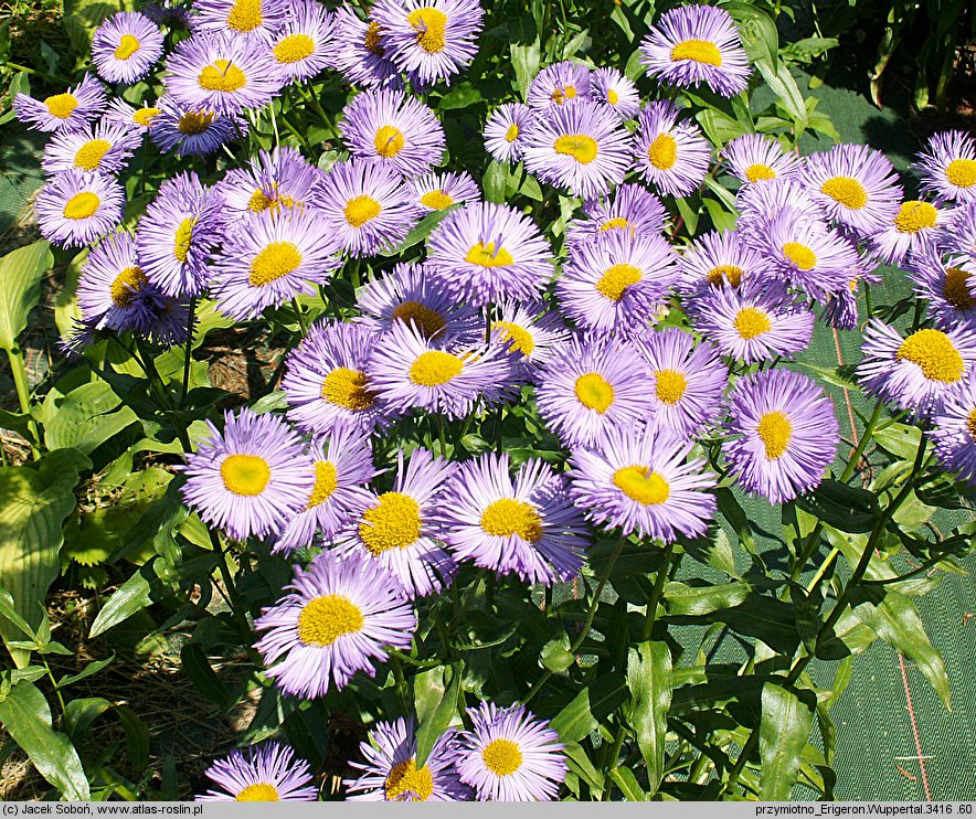 Erigeron speciosus Wuppertal