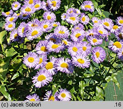 Erigeron speciosus Wuppertal