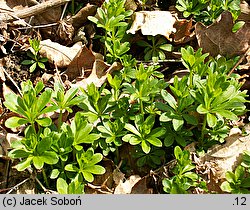 Galium odoratum (przytulia wonna)