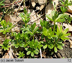 Galium odoratum (przytulia wonna)