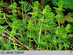 Cruciata laevipes (przytulinka krzyżowa)