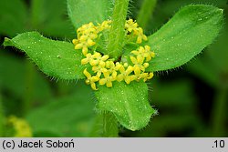 Cruciata laevipes (przytulinka krzyżowa)