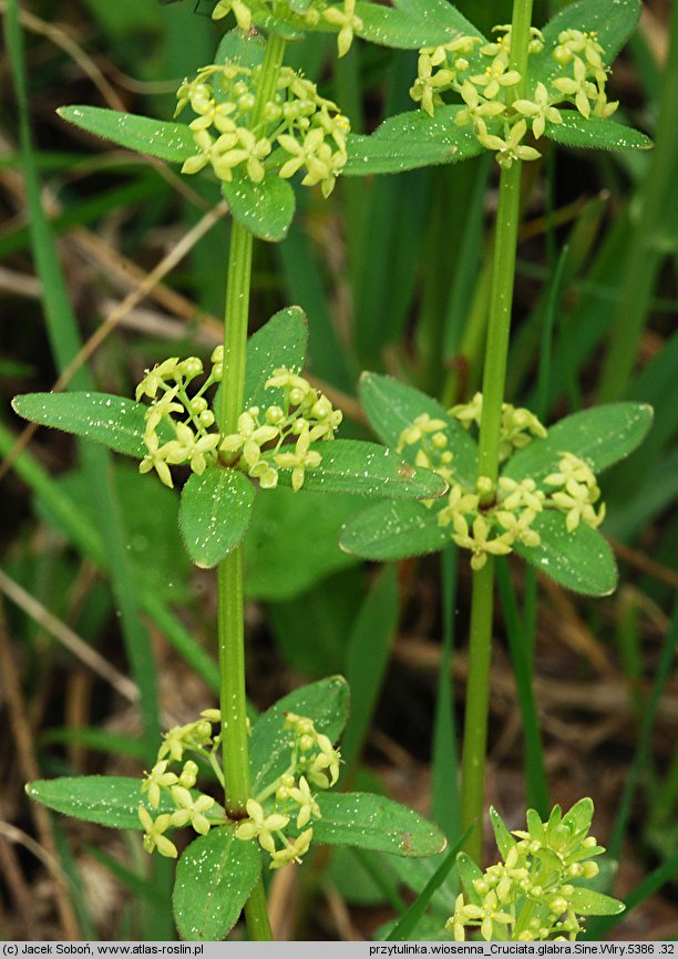 Cruciata glabra (przytulinka wiosenna)