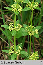 Cruciata glabra (przytulinka wiosenna)