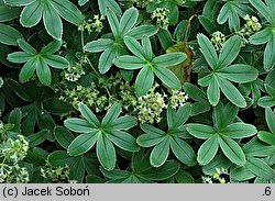 Alchemilla alpina (przywrotnik alpejski)