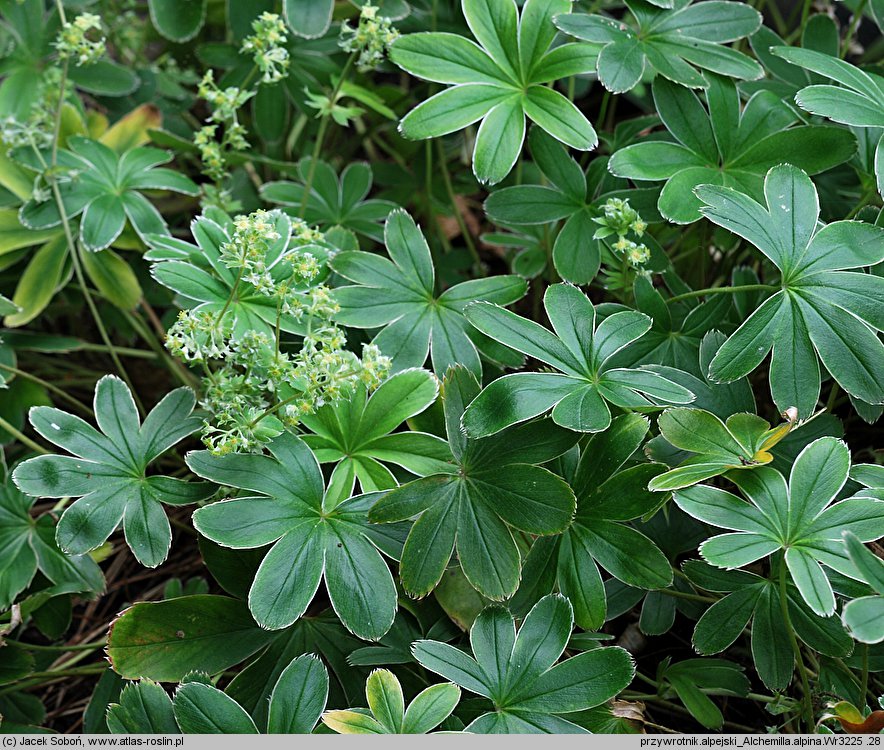 Alchemilla alpina (przywrotnik alpejski)