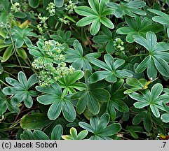 Alchemilla alpina (przywrotnik alpejski)