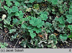 Alchemilla erythropoda (przywrotnik czerwonołodygowy)