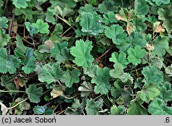 Alchemilla erythropoda (przywrotnik czerwonołodygowy)