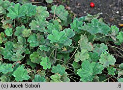 Alchemilla erythropoda (przywrotnik czerwonołodygowy)