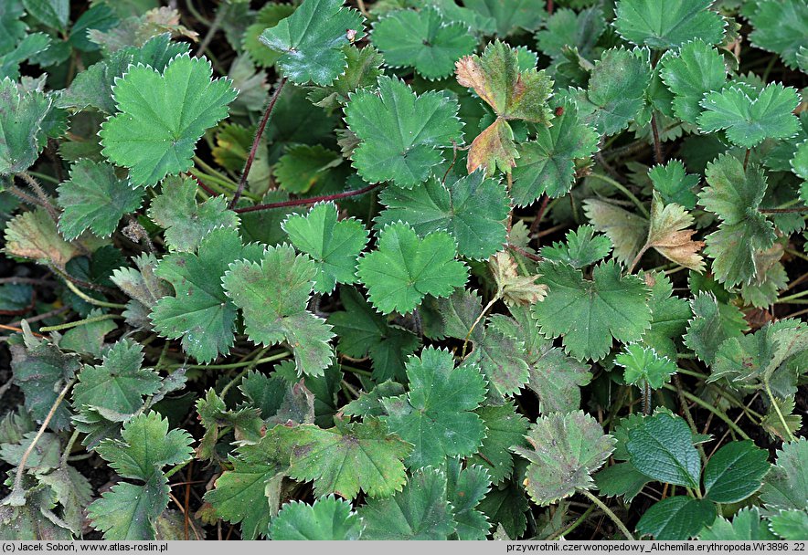 Alchemilla erythropoda (przywrotnik czerwonołodygowy)