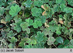 Alchemilla erythropoda (przywrotnik czerwonołodygowy)