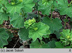 Alchemilla xanthochlora (przywrotnik żółtawozielony)