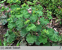 Alchemilla xanthochlora (przywrotnik żółtawozielony)