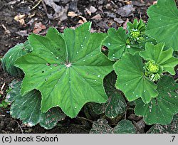 Alchemilla xanthochlora (przywrotnik żółtawozielony)