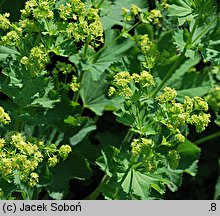 Alchemilla epipsila