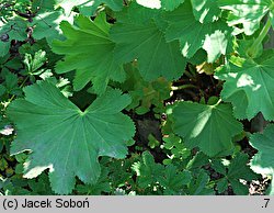 Alchemilla epipsila