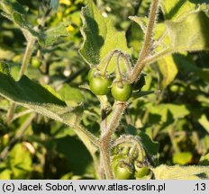 Solanum luteum