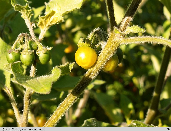 Solanum luteum