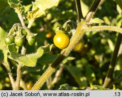 Solanum luteum