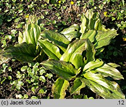 Erythronium White Beauty