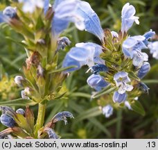 Dracocephalum ruyschiana (pszczelnik wąskolistny)