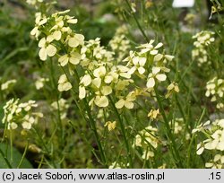 Erysimum wittmannii