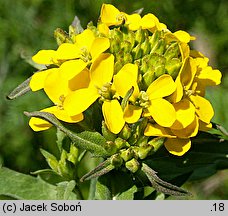 Erysimum hieraciifolium (pszonak jastrzębcolistny)