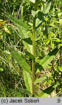 Erysimum hieraciifolium (pszonak jastrzębcolistny)