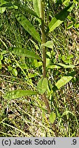 Erysimum hieraciifolium (pszonak jastrzębcolistny)