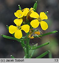 Erysimum pulchellum (pszonak nadobny)