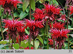 Monarda didyma (pysznogłówka szkarłatna)