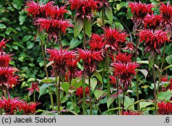 Monarda didyma (pysznogłówka szkarłatna)