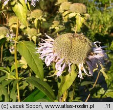 Monarda didyma