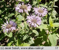 Monarda didyma