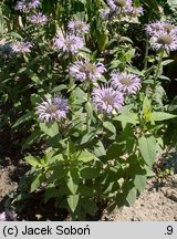 Monarda didyma