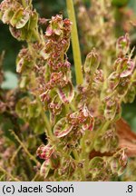 Rheum palmatum