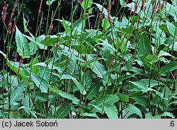 Polygonum amplexicaulis (rdest himalajski)