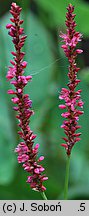 Polygonum amplexicaulis (rdest himalajski)